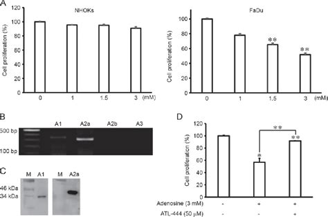 Figure 1 From Adenosine Induces Intrinsic Apoptosis Via The PI3K Akt