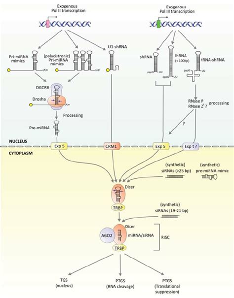 Exogenous Rnai Mediated Gene Silencing Rna Pol Ii Derived Transcripts