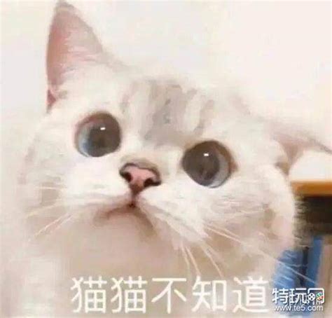 猫猫能有什么坏心思呢表情包 猫猫能有什么坏心思呢表情包一览特玩网