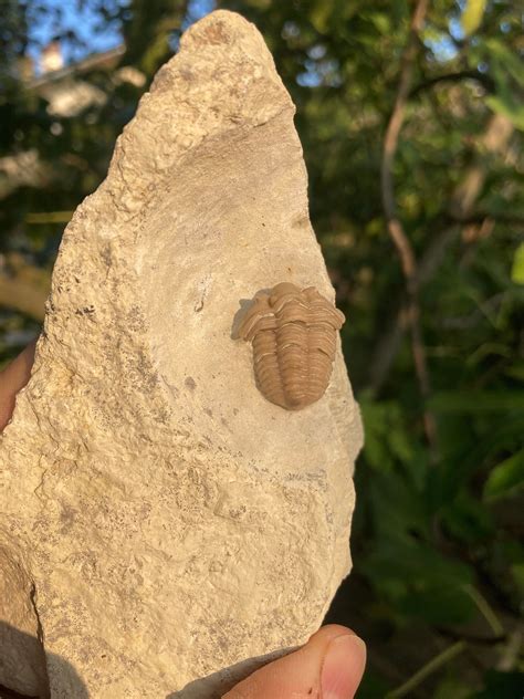 Fossils For Sale Friuli Venezia Giulia