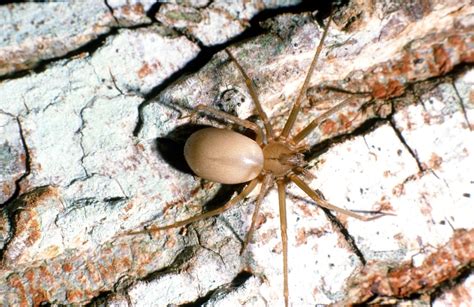 Common Spiders — Texas Insect Identification Tools