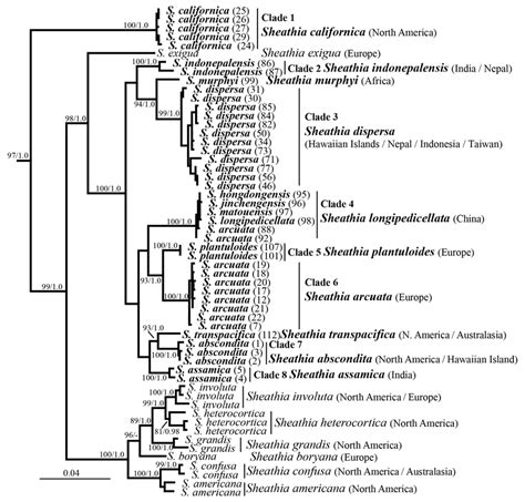 Maximum Likelihood Phylogeny Depicting The Relationship Of Among