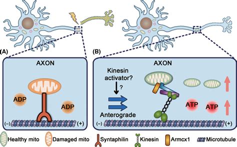 Mitochondrial Transport Serves As A Mitochondrial Quality Control