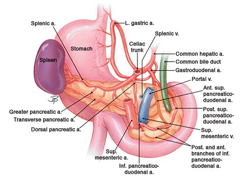 Anatomy Of Pancreas Budwig Protocol