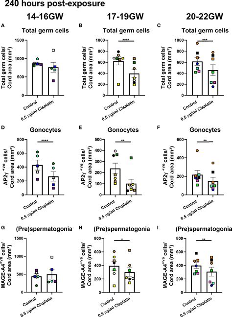 Frontiers Cisplatin Effects On The Human Fetal Testis Establishing