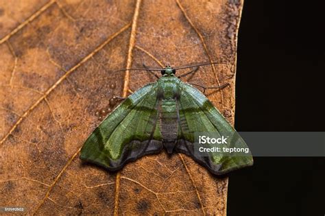 Inchworm Moth On Dried Leaf Stock Photo - Download Image Now - Animal, Animal Abdomen, Animal ...