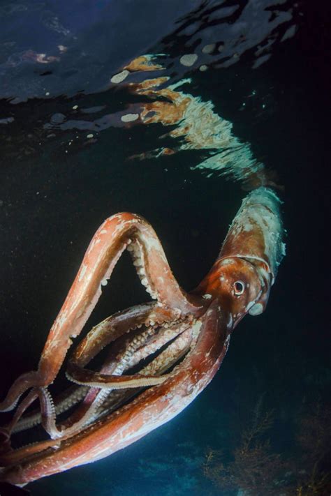 Watch Extremely Rare Footage Of Giant Squid With Thick Arms Terrified Newsweek