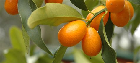 Indoor-Citrus-Plants-for-the-Home_packageKumquat - Salisbury Greenhouse