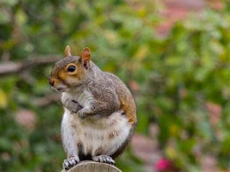 What Does A Pregnant Squirrel Look Like? (Photos & Videos)