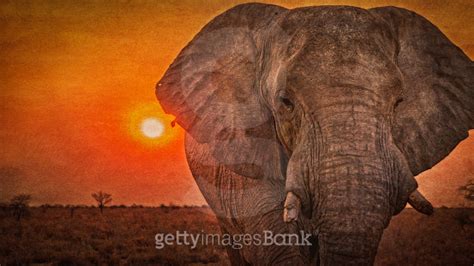 African Elephant With Broken Tusks At Sunset Etosha National Park