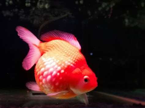 My Goldfish Is Alive! - A Goldfish Keeping Journey