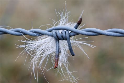 Barbed Wire Stock Image Image Of Camp Border Military 36582289