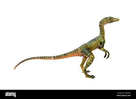 Compsognathus Or Compy Is Dinosaur Theropod Carnivorous In Genus Of