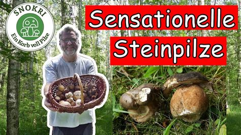 Sensationelle Steinpilze Und Mehr Pilze Im Juli Youtube