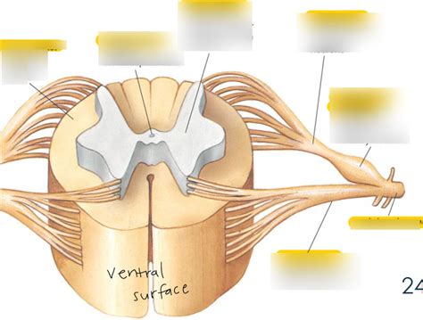 CNS Diagram | Quizlet