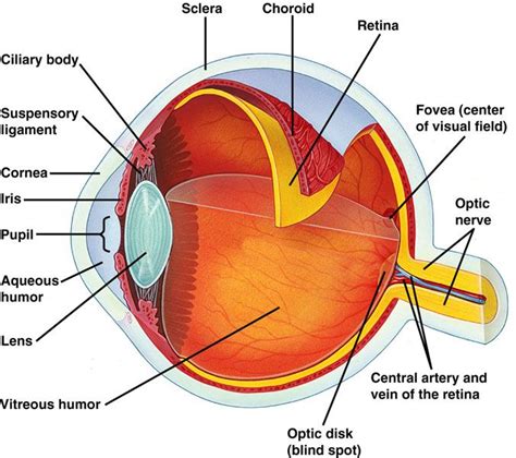 Eye Diagram And Labels Anatomy Retina Aarp Eyeball Cornea Ne