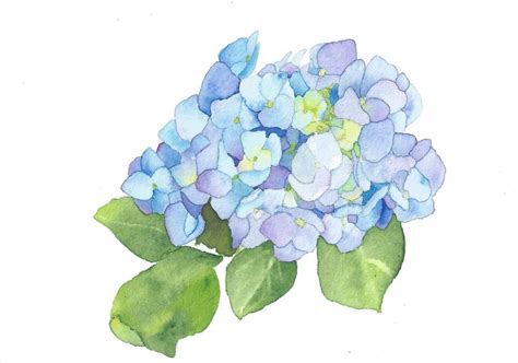 Printable Botanical Hydrangea Blooming Flower Hydrangea On White