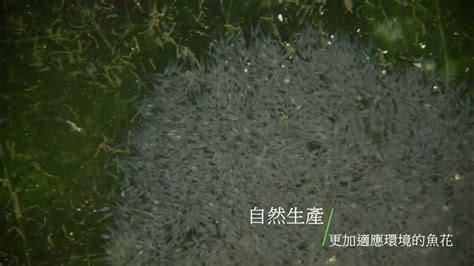 2023 墨瑞鱈魚卵魚花 Murray Cod Eggs Juvenile Fish Youtube