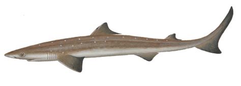 Spiny Dogfish Shark External Anatomy Bones And Muscles Diagram Quizlet