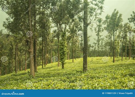 Ooty Tea Gardens At Tea Estatewayanad Border Stock Image Image Of