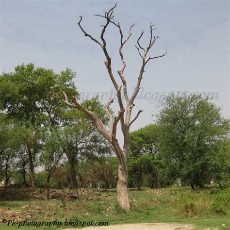 Dead Sissoo Tree Pictures Nature Cultural And Travel Photography Blog