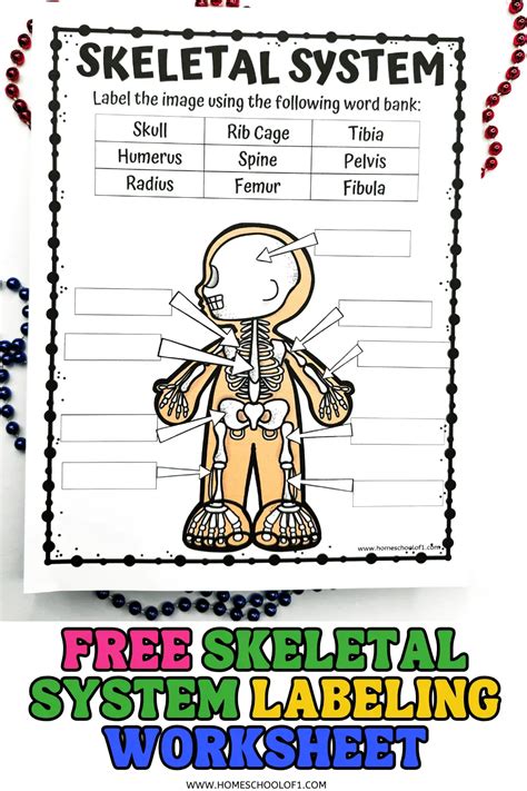 Skeletal System Worksheet For Kids