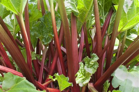 Tips For Growing And Harvesting Rhubarb Farmers Almanac Plan Your