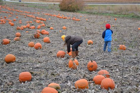 Kids in Pumpkin Patch - Green Thumb Advice