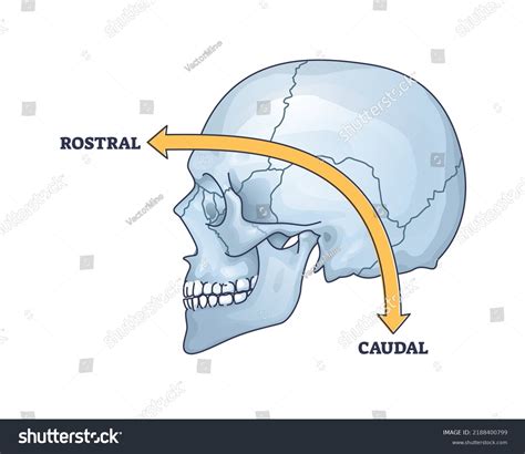 Rostral Caudal Location Frontal Back Location Outline, 44% OFF