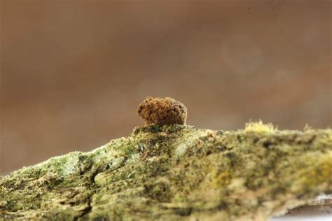 Minakatella Longifila From Birralee TAS 7303 Australia On November 16