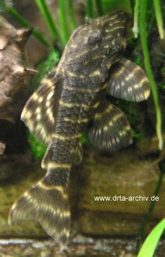 L Lda Welse Im Aquarium Alle Infos Und Details