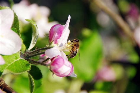 Bienenfreundliche Pflanzen Top Plantura