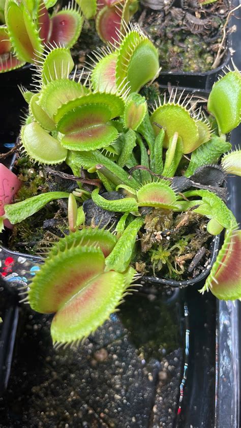 Dionaea Schuppenstiel Mato Gourmet