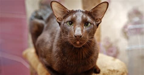 Havana Brown Cat - A Complete Guide To An Unforgettable Cat