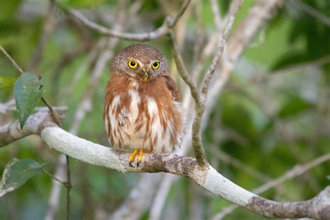 Least Pygmy-Owl by Gilberto Botelho / 500px