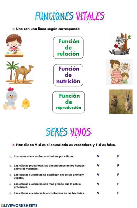 Maestra De Primaria Funciones Vitales De Los Seres Vivos Nivel 2o De