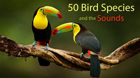 50 Bird Species And The Sounds Sounds Nature YouTube