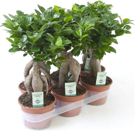 Kamerplant Van Botanicly Chinese Vijg Hoogte 35 Cm Ficus