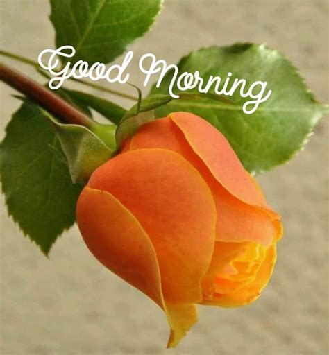 An Orange Rose With The Words Good Morning On It