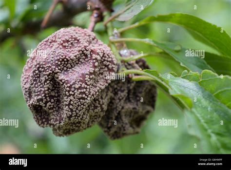 Common Fruit Tree Diseases Fruit Trees