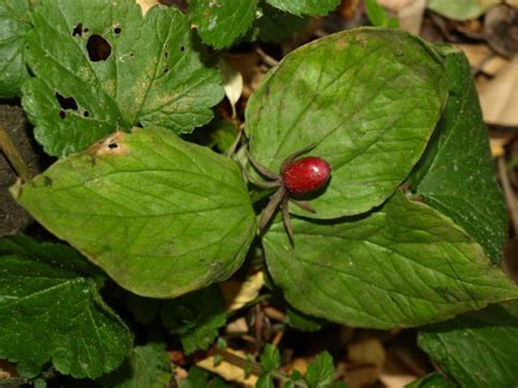 Medicinal Plants Disappearing In Jammu And Kashmir Sach News Network