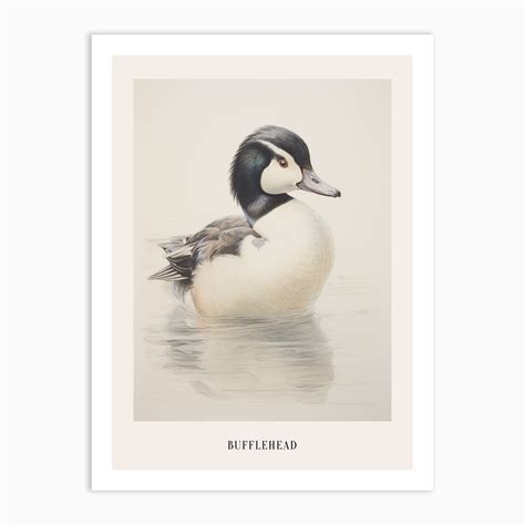 Vintage Bird Drawing Bufflehead 2 Poster Art Print By Feathered Muse Fy