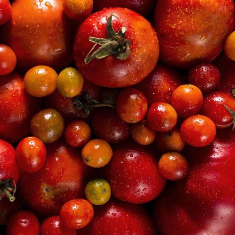 Tipos De Tomate Conhe A Vers Es Seus Benef Cios E Como Usar Cada Um