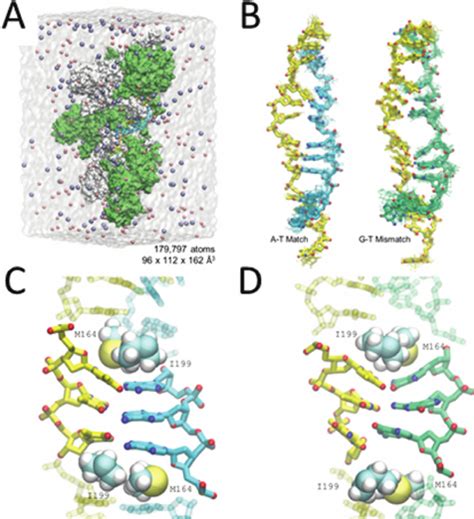 molecular dynamics simulation  poly da dt  poly dg dt dsdna