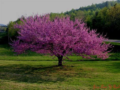 Imagenes De Arboles Rosas