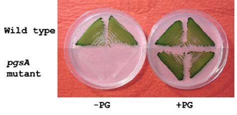 Growth Of Wild Type And Pgsa Mutant Cells Of Synechocystis Sp Pcc