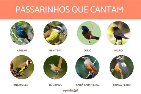 24 passarinhos que CANTAM Características e VÍDEOS