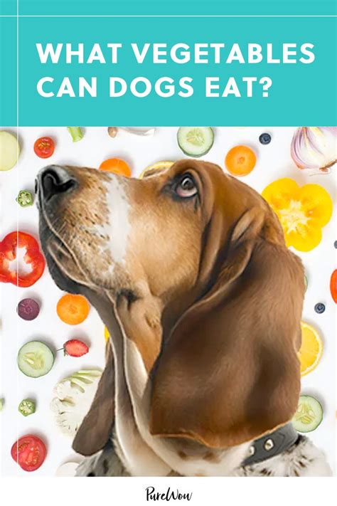 What Vegetables Can Dogs Eat 19 To Go For And 8 To Avoid In 2021 Can