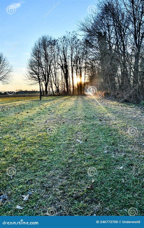 Estrada Na Foto Da Floresta Como Pano De Fundo Foto De Stock Imagem