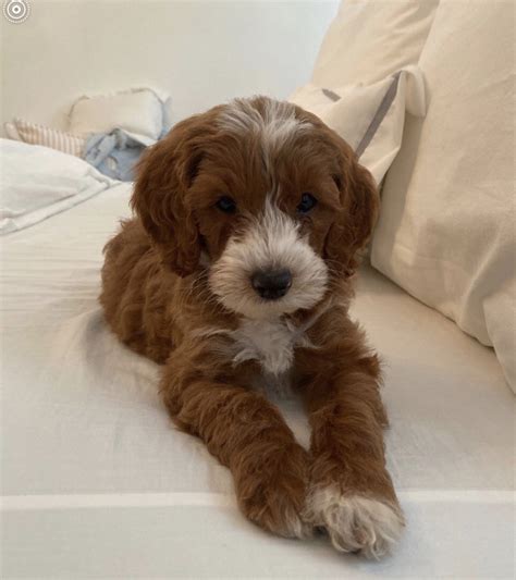 Cavapoo Puppies Las Vegas Cavapoo Puppies Puppies Dog Breeder